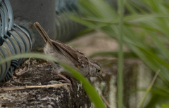 Ammodramus humeralis