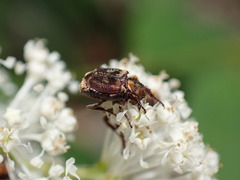 Valgus canaliculatus