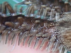 Ophiocoma echinata