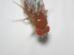 Drosophila melanogaster