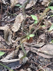 Drymobius chloroticus