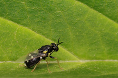 Caloparyphus tetraspilus