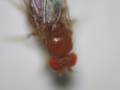 Drosophila melanogaster