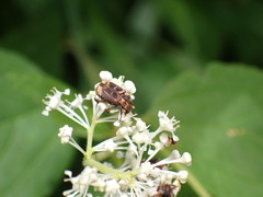 Valgus canaliculatus