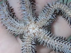 Ophiocoma echinata