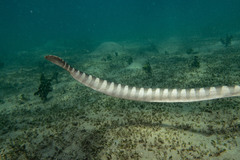 Ornate Reef Seasnake photo 5