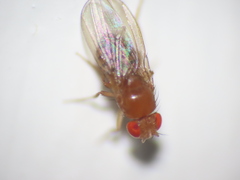 Drosophila melanogaster