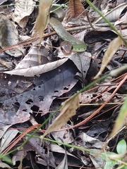 Drymobius chloroticus