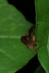 Telamona monticola