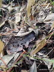 Drymobius chloroticus