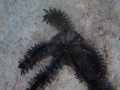 Ophiocoma echinata