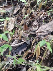 Drymobius chloroticus