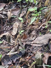 Drymobius chloroticus