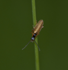 Rhagonycha testacea