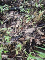 Drymobius chloroticus