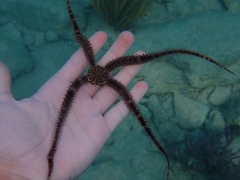 Ophiocoma echinata