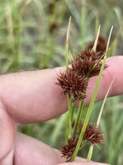 Rhynchospora glomerata angusta