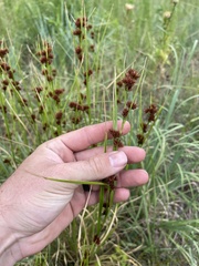Rhynchospora glomerata angusta