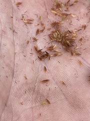 Rhynchospora glomerata angusta