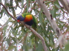 Trichoglossus moluccanus moluccanus