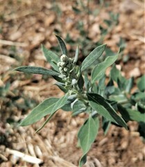 Chenopodium album