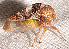 Cyrtolobus vau