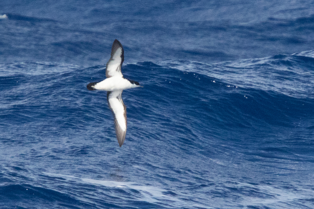 Newell's Shearwater