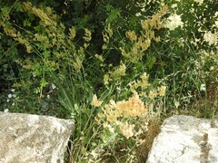 Rumex papillaris