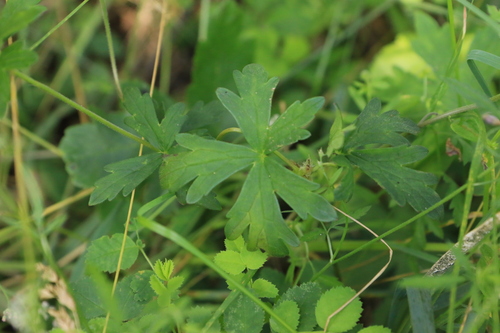 Image of Geranium oreganum by no rights reserved