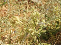 Rumex papillaris