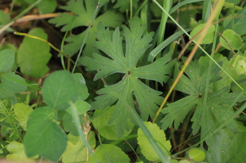 Image of Geranium oreganum by no rights reserved