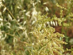 Rumex papillaris