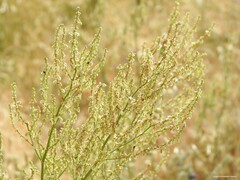 Rumex papillaris