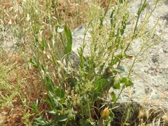 Rumex papillaris