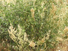 Rumex papillaris