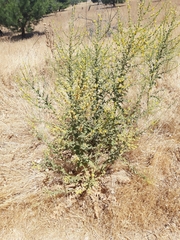 Verbascum sinuatum