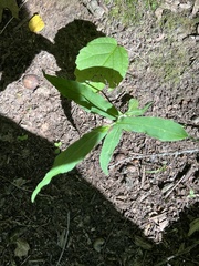 Hieracium paniculatum