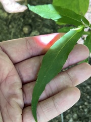 Hieracium paniculatum