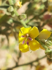 Verbascum sinuatum