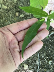 Hieracium paniculatum