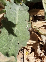 Verbascum sinuatum