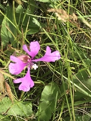 Clarkia pulchella