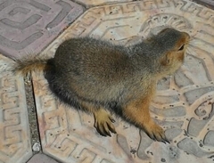 Spermophilus major
