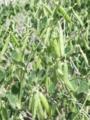 Zygophyllum fabago