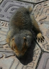 Spermophilus major