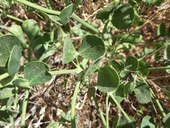 Zygophyllum fabago