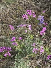 Clarkia pulchella