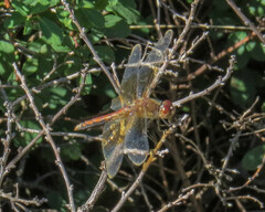 Sympetrum semicinctum