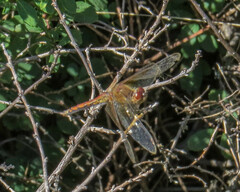 Sympetrum semicinctum