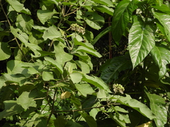 Solanum erianthum